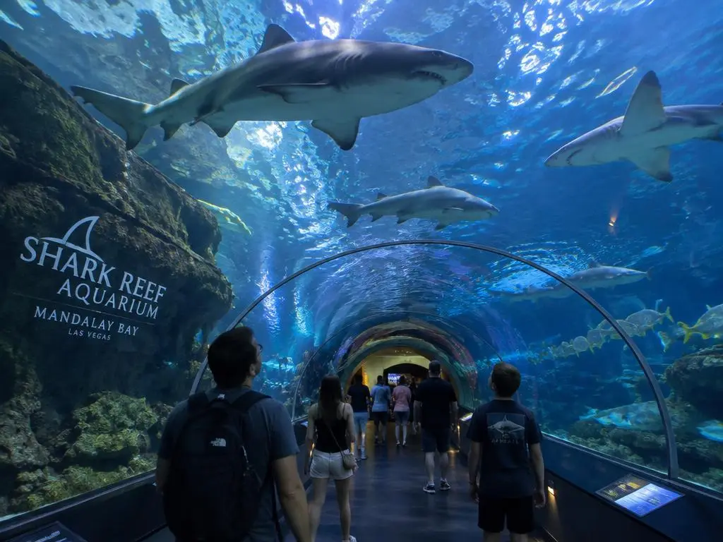 Shark Reef Aquarium